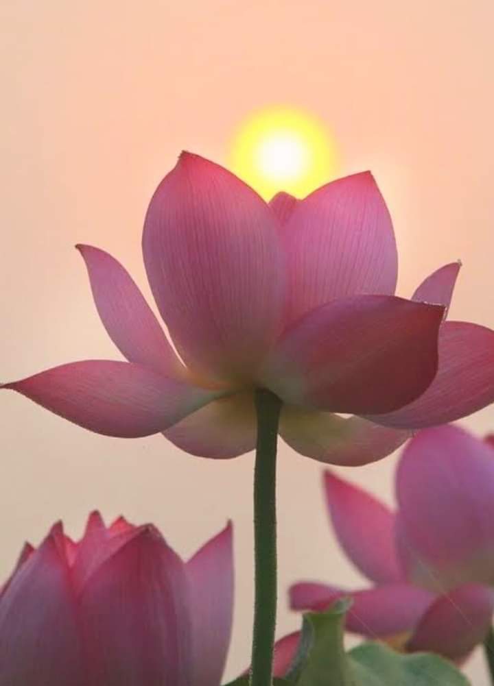 Photo of the user Member 3